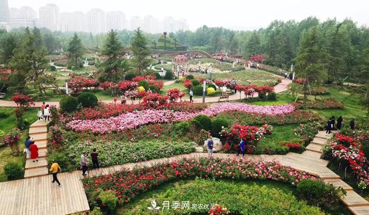 提升月季景觀，月季補(bǔ)植為河北廊坊城區(qū)綠化“錦上添花”(圖1)