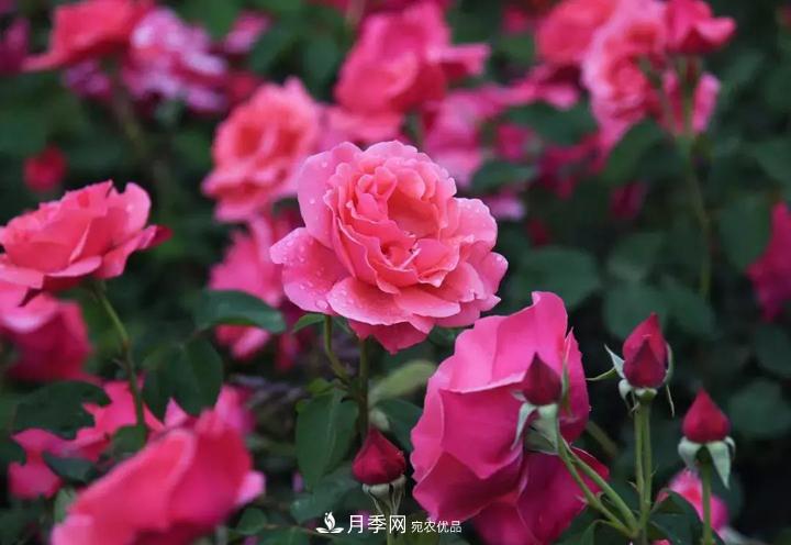 提升月季景觀，月季補(bǔ)植為河北廊坊城區(qū)綠化“錦上添花”(圖2)