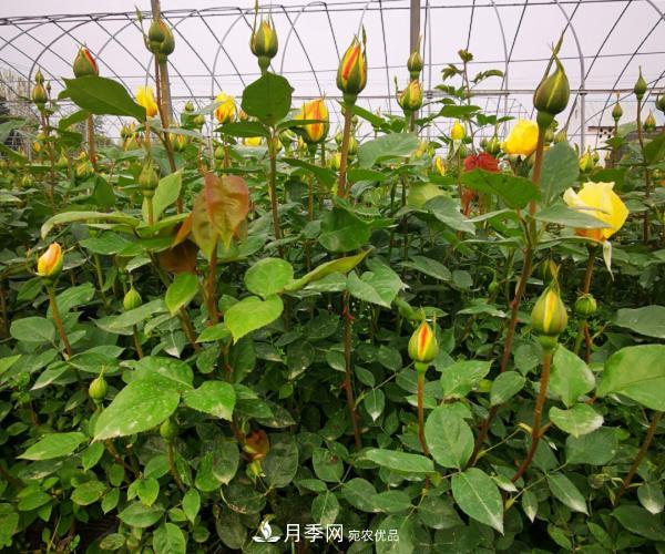 月季葉片發(fā)黃？快來看看怎么做(圖1)