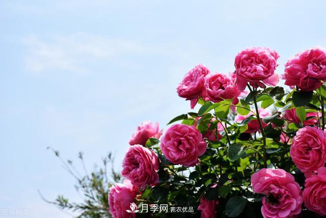 南方有些地區(qū)為什么養(yǎng)不好藤本月季？看著三個(gè)3個(gè)原因(圖4)