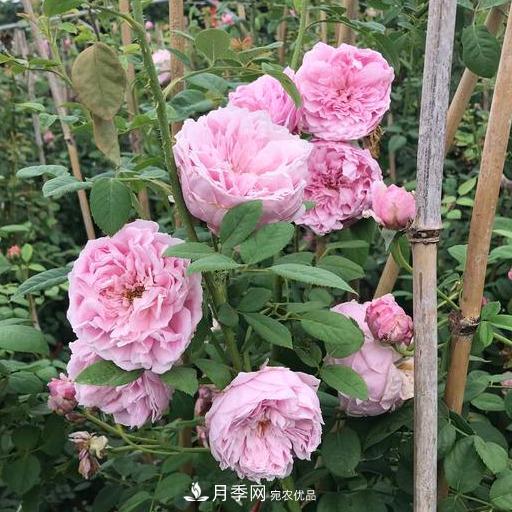 盤點(diǎn)30款又香又好看的月季，讓花園香氣迷人又美麗(圖1)