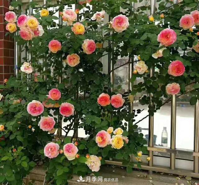盤點(diǎn)30款又香又好看的月季，讓花園香氣迷人又美麗(圖5)