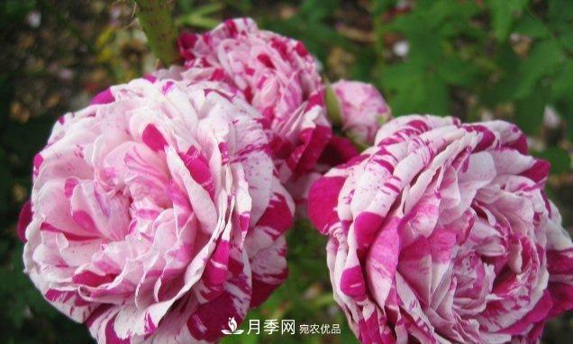 盤點(diǎn)30款又香又好看的月季，讓花園香氣迷人又美麗(圖3)