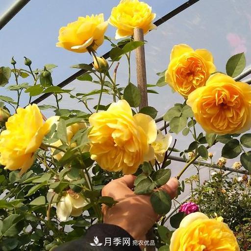 盤點(diǎn)30款又香又好看的月季，讓花園香氣迷人又美麗(圖8)