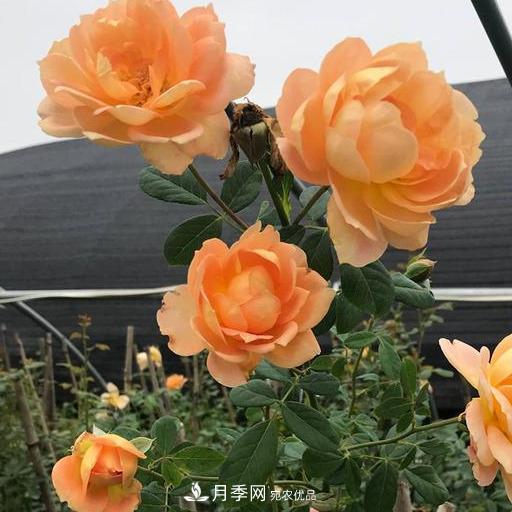 盤點(diǎn)30款又香又好看的月季，讓花園香氣迷人又美麗(圖11)