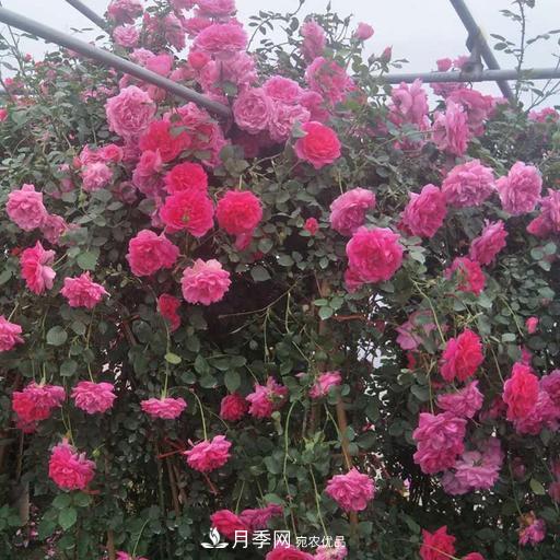 盤點(diǎn)30款又香又好看的月季，讓花園香氣迷人又美麗(圖7)