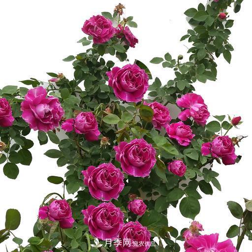 盤點(diǎn)30款又香又好看的月季，讓花園香氣迷人又美麗(圖10)