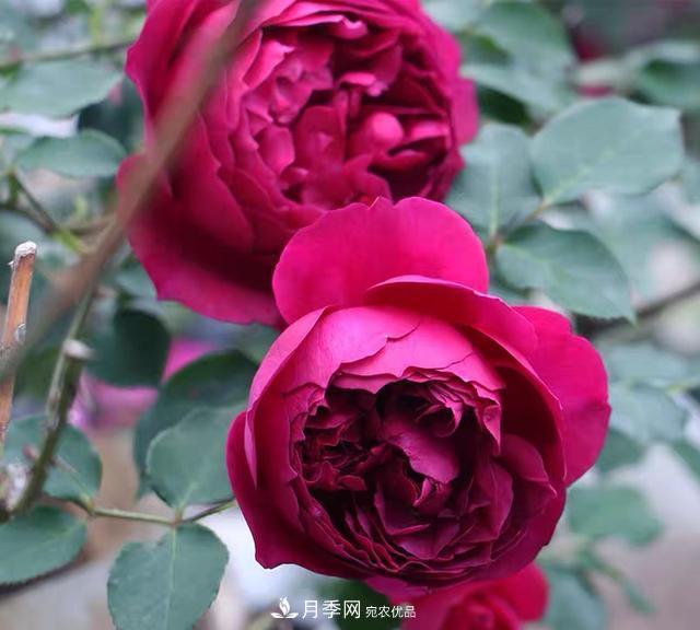 盤點(diǎn)30款又香又好看的月季，讓花園香氣迷人又美麗(圖17)