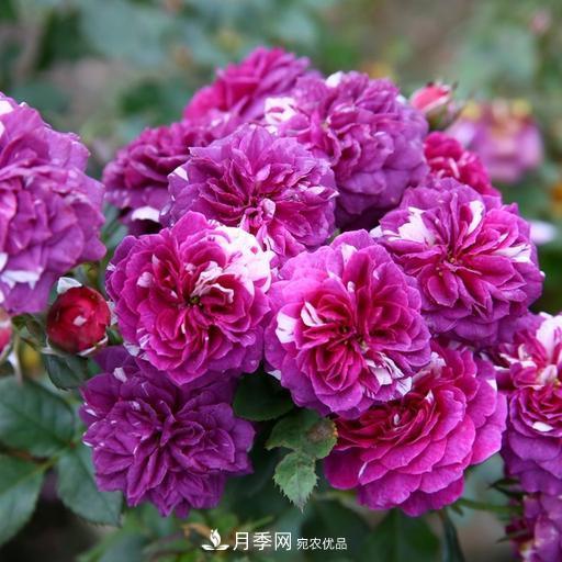 盤點(diǎn)30款又香又好看的月季，讓花園香氣迷人又美麗(圖13)