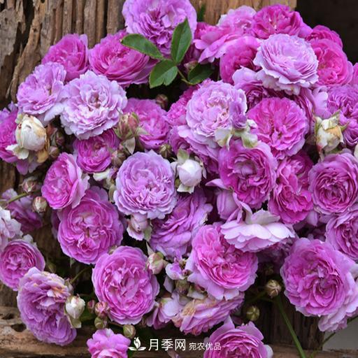 盤點(diǎn)30款又香又好看的月季，讓花園香氣迷人又美麗(圖22)