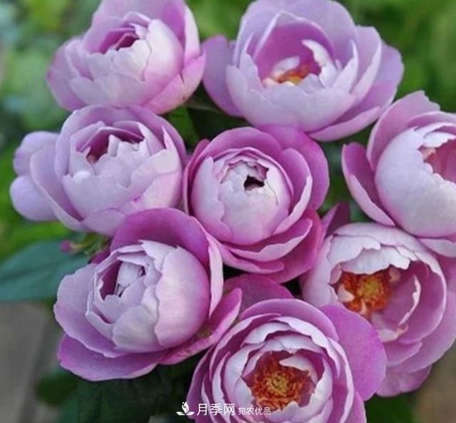 盤點(diǎn)30款又香又好看的月季，讓花園香氣迷人又美麗(圖21)
