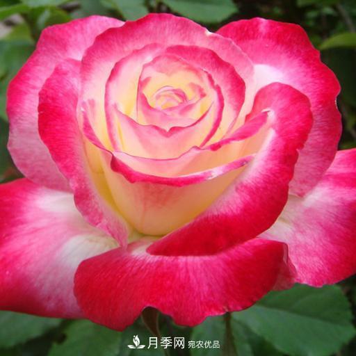 盤點(diǎn)30款又香又好看的月季，讓花園香氣迷人又美麗(圖23)
