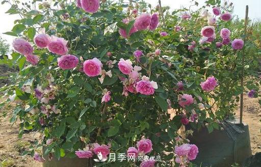 盤點(diǎn)30款又香又好看的月季，讓花園香氣迷人又美麗(圖19)