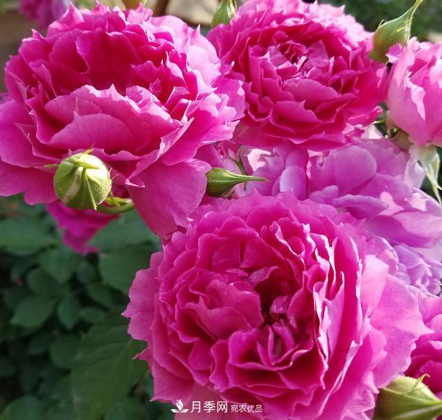 盤點(diǎn)30款又香又好看的月季，讓花園香氣迷人又美麗(圖26)