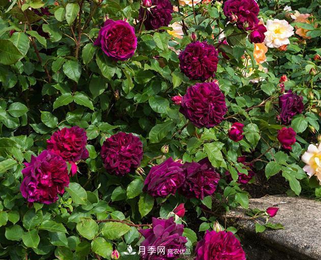 盤點(diǎn)30款又香又好看的月季，讓花園香氣迷人又美麗(圖24)