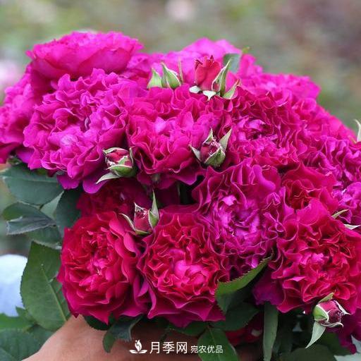 盤點(diǎn)30款又香又好看的月季，讓花園香氣迷人又美麗(圖25)
