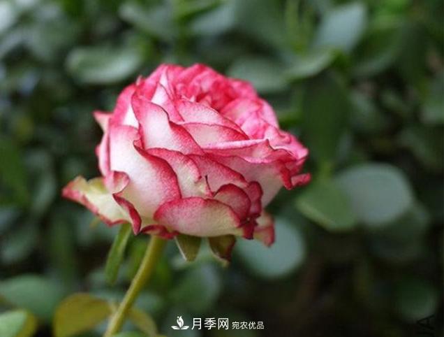 月季為什么老是死掉養(yǎng)不活？十大護(hù)身符趕緊拿走用(圖1)