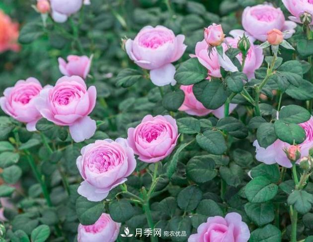 月季為什么老是死掉養(yǎng)不活？十大護(hù)身符趕緊拿走用(圖3)