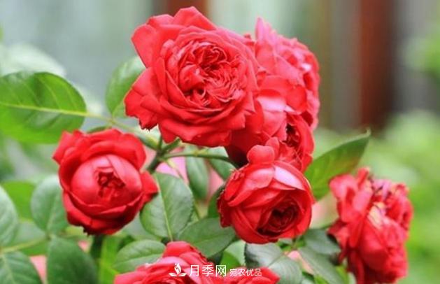 月季為什么老是死掉養(yǎng)不活？十大護(hù)身符趕緊拿走用(圖4)