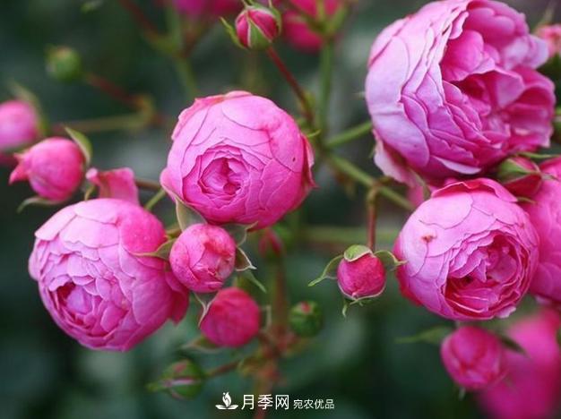 月季為什么老是死掉養(yǎng)不活？十大護(hù)身符趕緊拿走用(圖5)