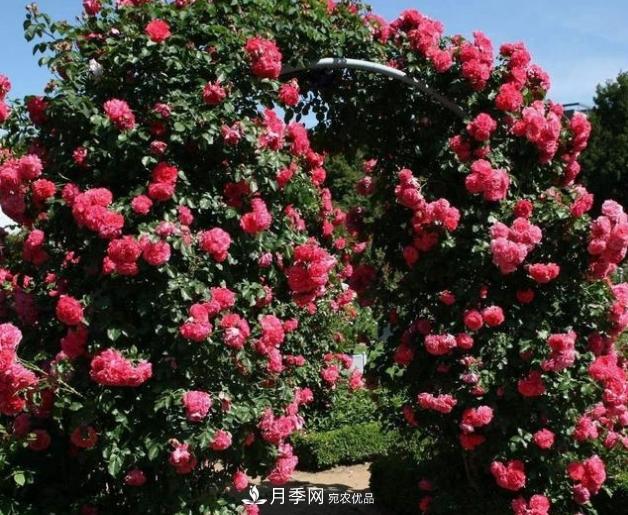 月季為什么老是死掉養(yǎng)不活？十大護(hù)身符趕緊拿走用(圖6)