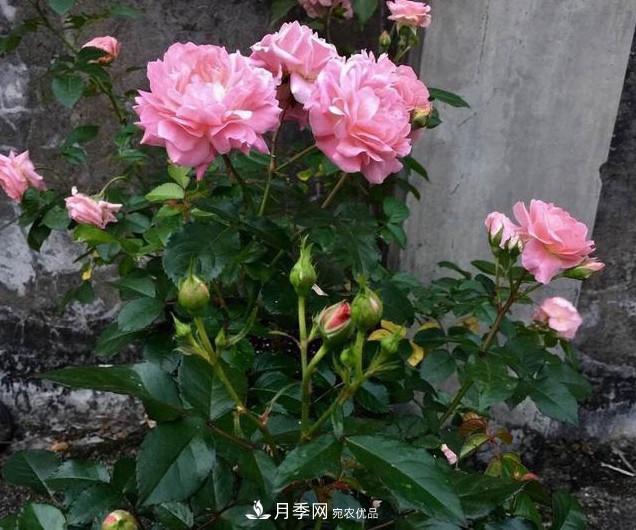 養(yǎng)月季有3個關鍵的重點，10天萌發(fā)出新花苞，一年四季都開花(圖4)