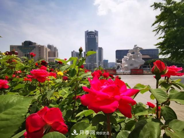 太原將種植月季、玫瑰等花卉百萬株 打造玫瑰之城浪漫之都(圖1)