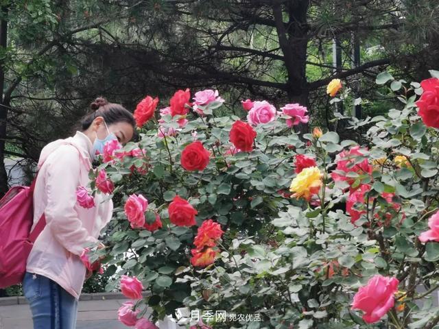太原將種植月季、玫瑰等花卉百萬株 打造玫瑰之城浪漫之都(圖2)