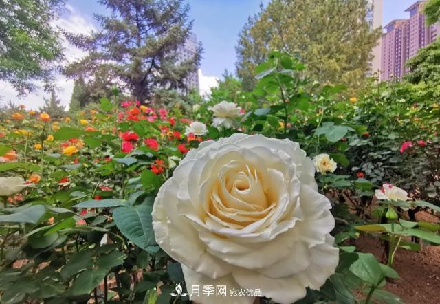 太原將種植月季、玫瑰等花卉百萬株 打造玫瑰之城浪漫之都(圖3)