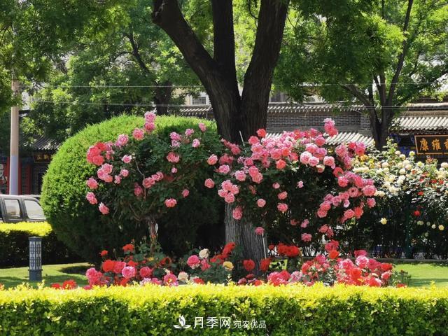 太原將種植月季、玫瑰等花卉百萬株 打造玫瑰之城浪漫之都(圖4)