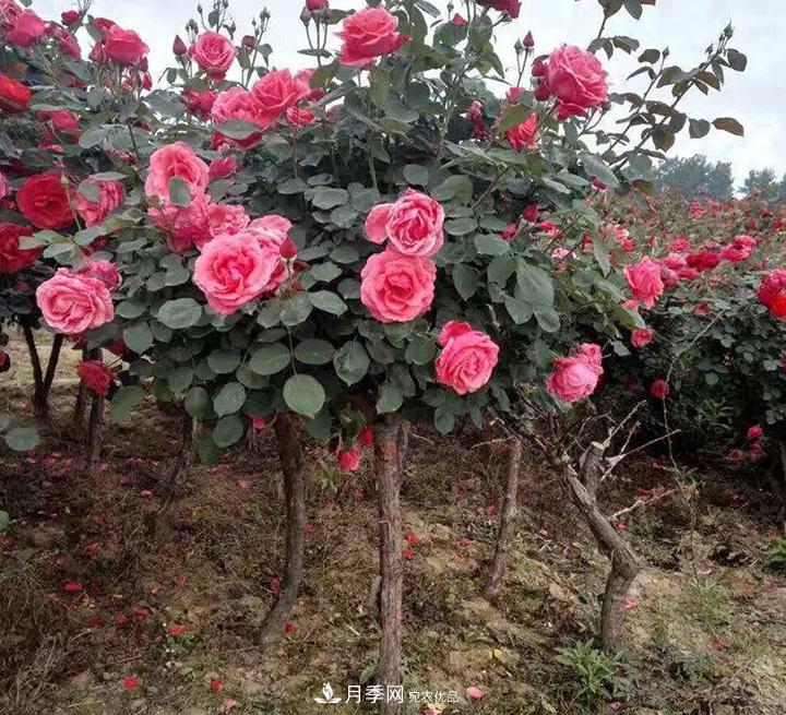 如何用紅龍月季培育原生月季樹？(圖2)