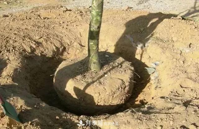 干貨：園林綠化種植技術(shù)17問，你需要掌握苗木知識(shí)(圖4)
