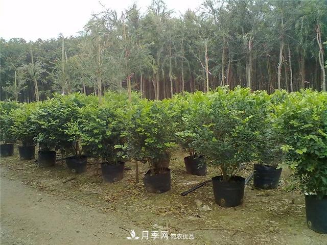 干貨：園林綠化種植技術(shù)17問，你需要掌握苗木知識(shí)(圖1)