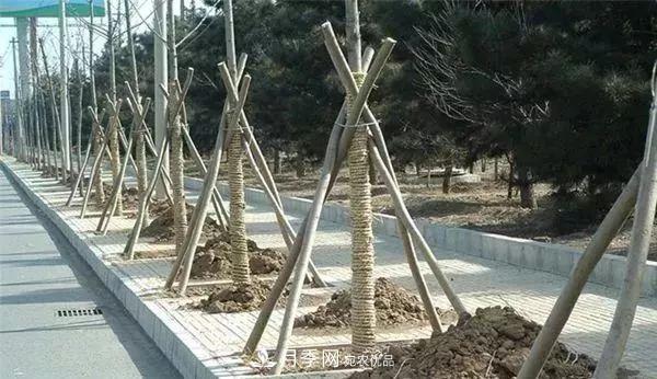 干貨：園林綠化種植技術(shù)17問，你需要掌握苗木知識(shí)(圖3)
