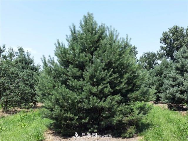 干貨：園林綠化種植技術(shù)17問，你需要掌握苗木知識(shí)(圖5)