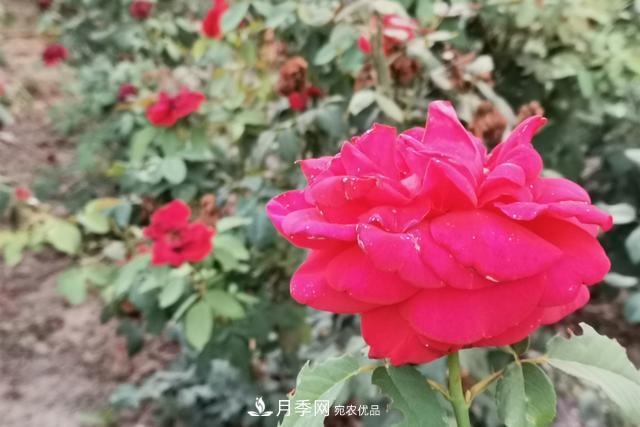 唐山惠豐湖這片月季花海太驚艷，太美了(圖2)