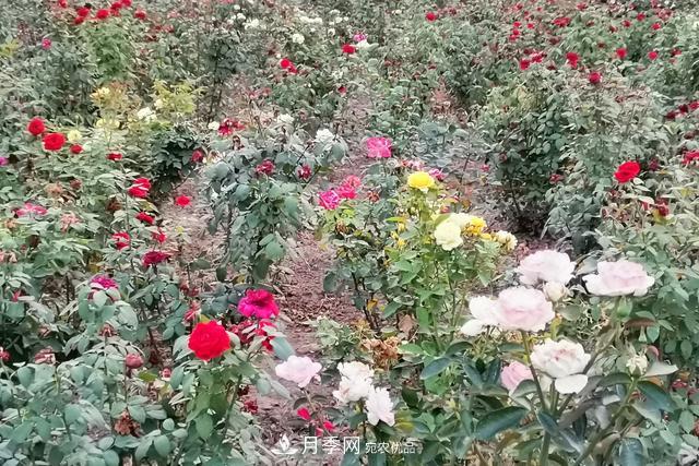 唐山惠豐湖這片月季花海太驚艷，太美了(圖4)