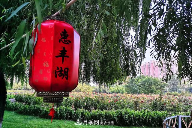 唐山惠豐湖這片月季花海太驚艷，太美了(圖7)
