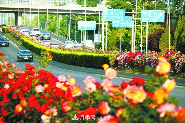 驚艷北京月季！250公里“月季項(xiàng)鏈”環(huán)繞京城(圖1)