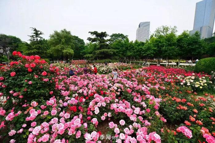 天津不愧是“月季之城”！天津月季美景刷爆朋友圈！(圖1)