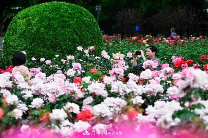天津不愧是“月季之城”！天津月季美景刷爆朋友圈！(圖3)