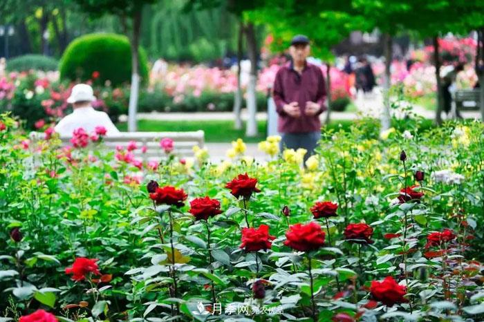 天津不愧是“月季之城”！天津月季美景刷爆朋友圈！(圖4)