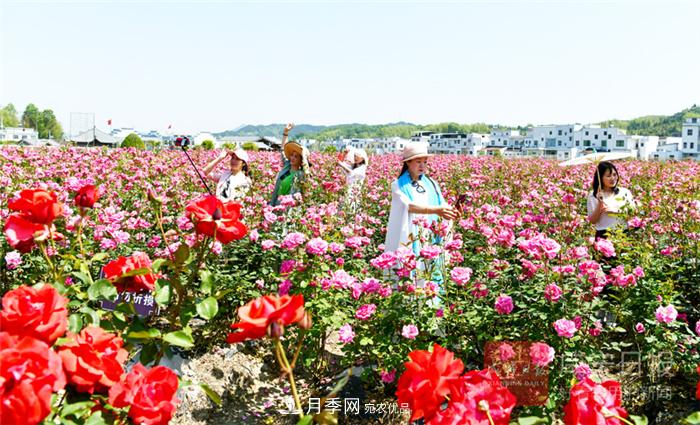 湖北咸寧通城月季收獲花經濟(圖1)