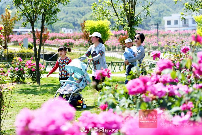 湖北咸寧通城月季收獲花經濟(圖2)