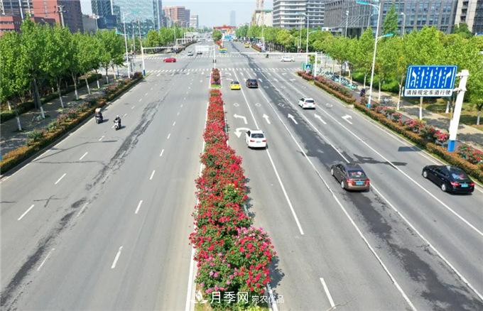 合肥高新區(qū)月季大道華麗亮相，你打卡了嗎？(圖1)