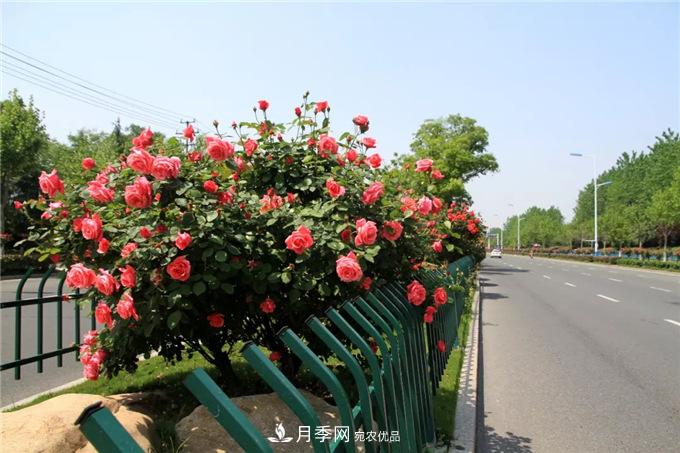 合肥高新區(qū)月季大道華麗亮相，你打卡了嗎？(圖3)