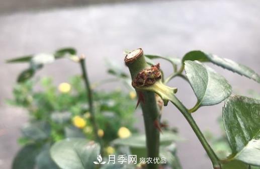生長更強(qiáng)壯，月季打頂怎么做？(圖1)