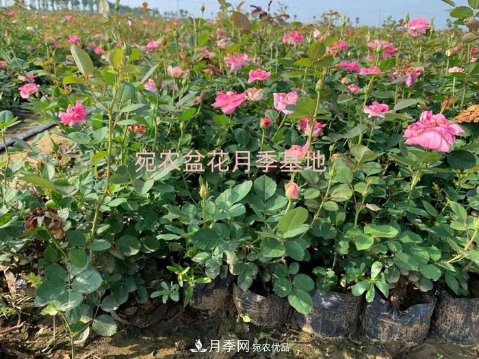 種植盆栽月季花用什么土好？(圖1)