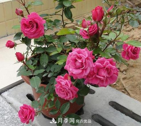 盆栽月季為什么越開(kāi)越?。糠乐无k法有5點(diǎn)(圖1)