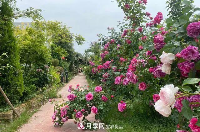 月季爆紅朋友圈！浙江這個(gè)80后男人擁有自己的夢(mèng)幻花園(圖1)